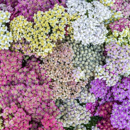 Colorado, Yarrow - Packet image number null